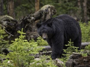 Черный медведь в лесу фото